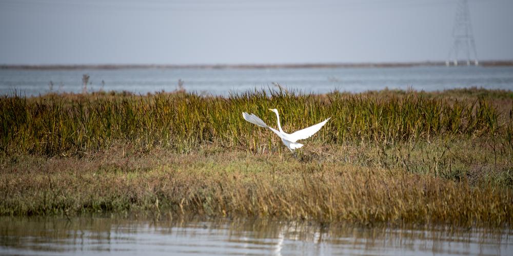 A white bird perches and spreads its wings on the grass marsh of the Alviso Slough.