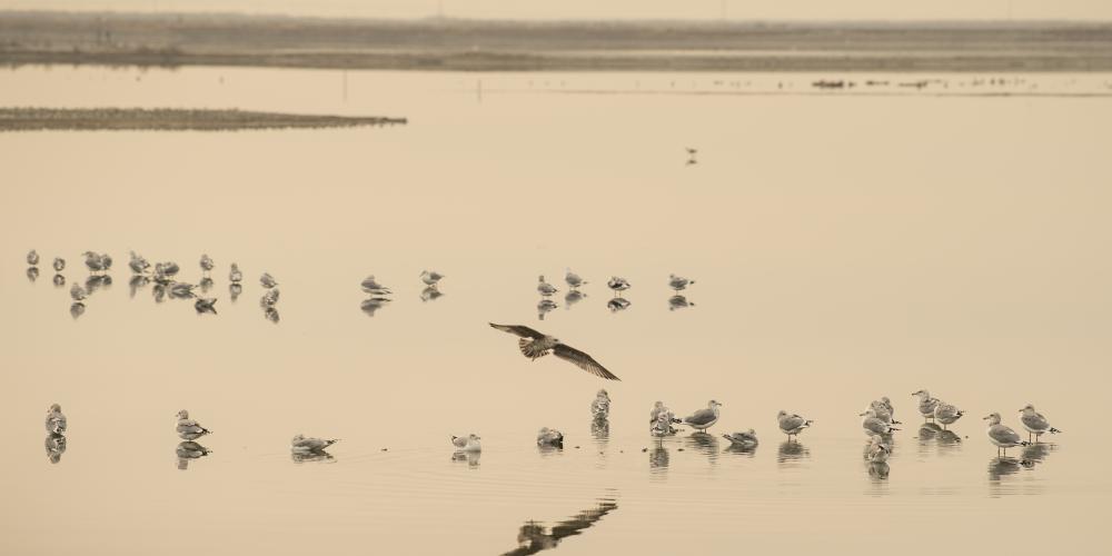 39 seagulls perch on shallow water of a bay, and one flies with an extended wingspan. The water is the same light-orange-beige color as the sky above.