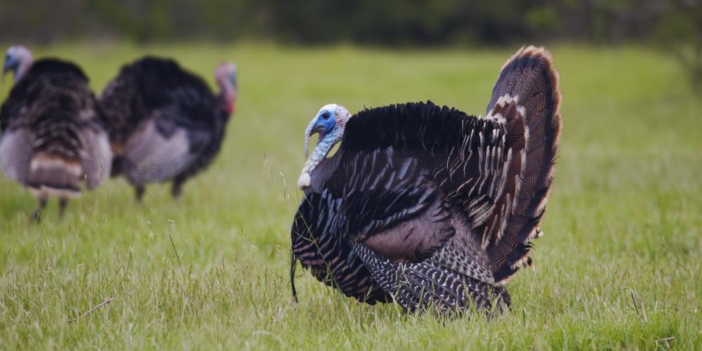 Wild turkeys