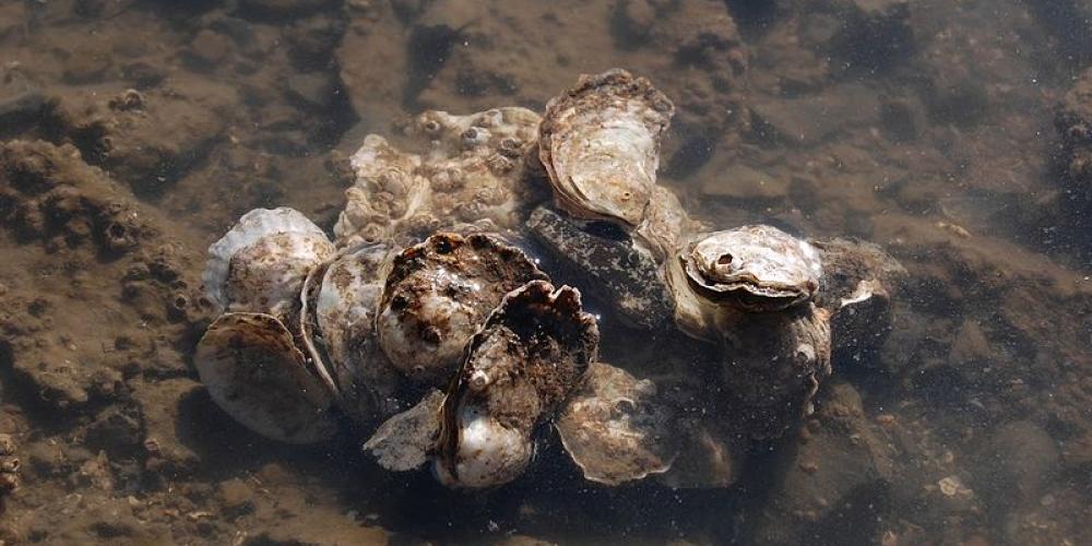 Olympia oysters.