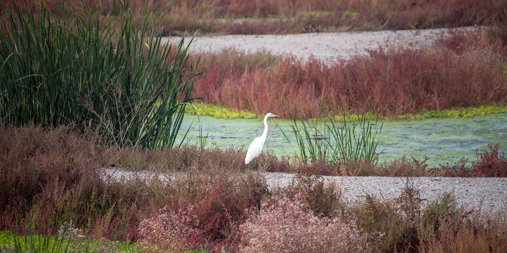 A Great Egret sits on marshland of the Don Edwards Wildlife Refuge.