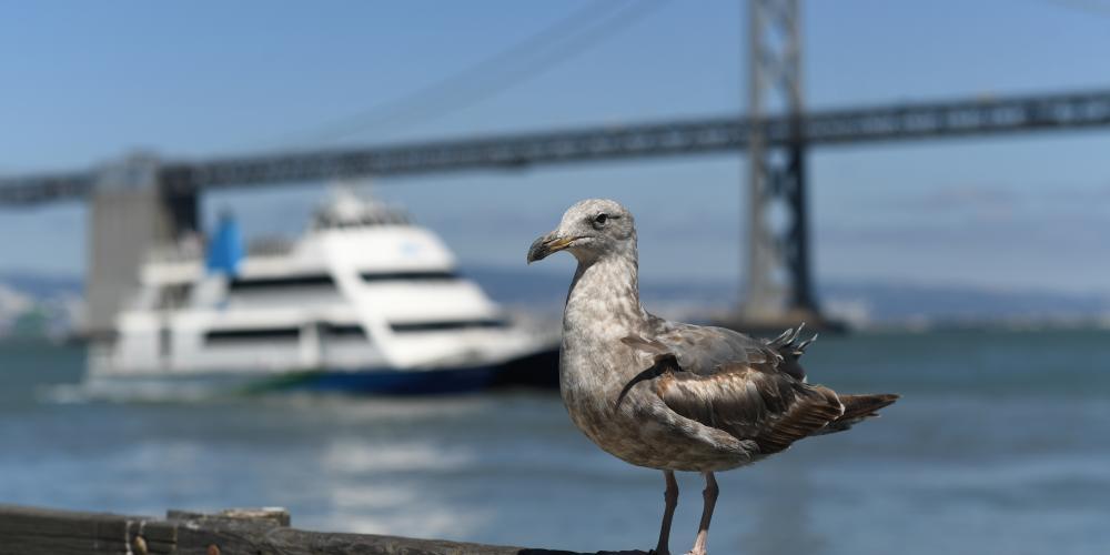 Pelican on a fence with a ferry and the Bay Bridge West Span in the distance.
