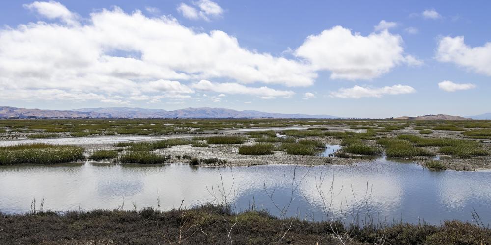 South Bay Salt Pond restoration of the San Francisco Bay estuary.