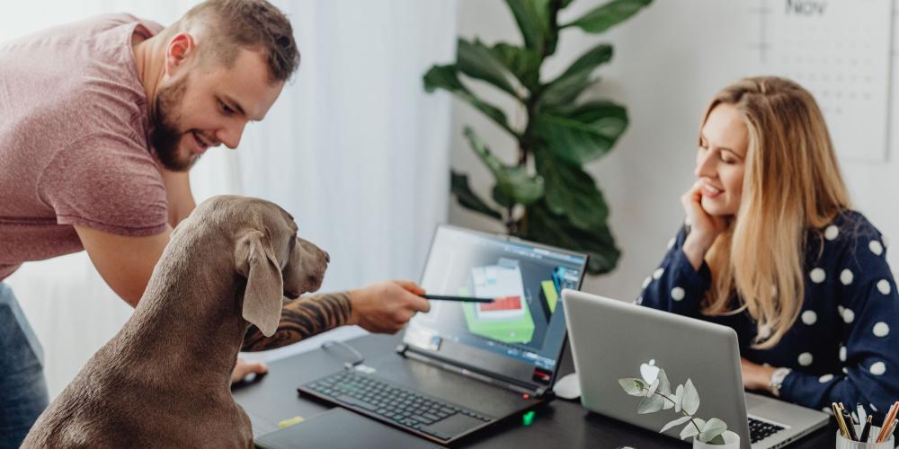 Pets at work