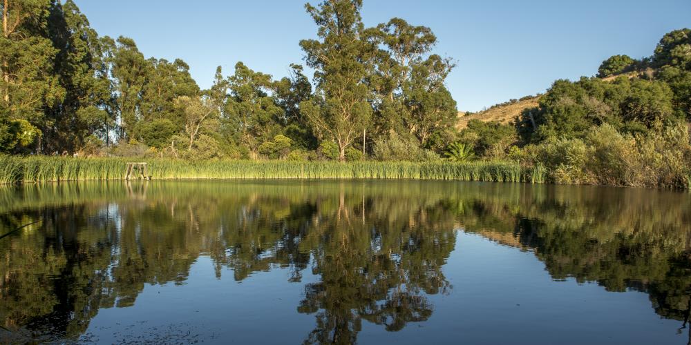 Green trees and grass along a pond or lake, and the blue sky above, cast a near-perfect reflection on the still water below.