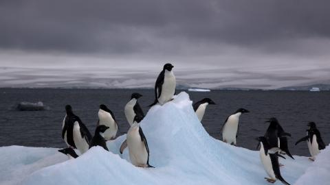 Adelie penguins