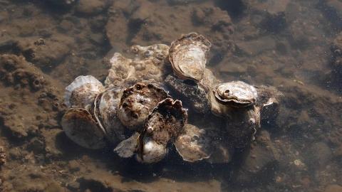 Olympia oysters.