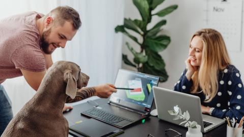 Pets at work