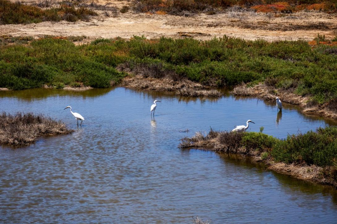 salt ponds tour